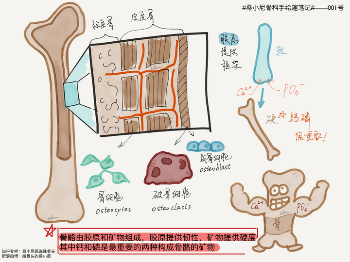 吃啥补钙效果最好