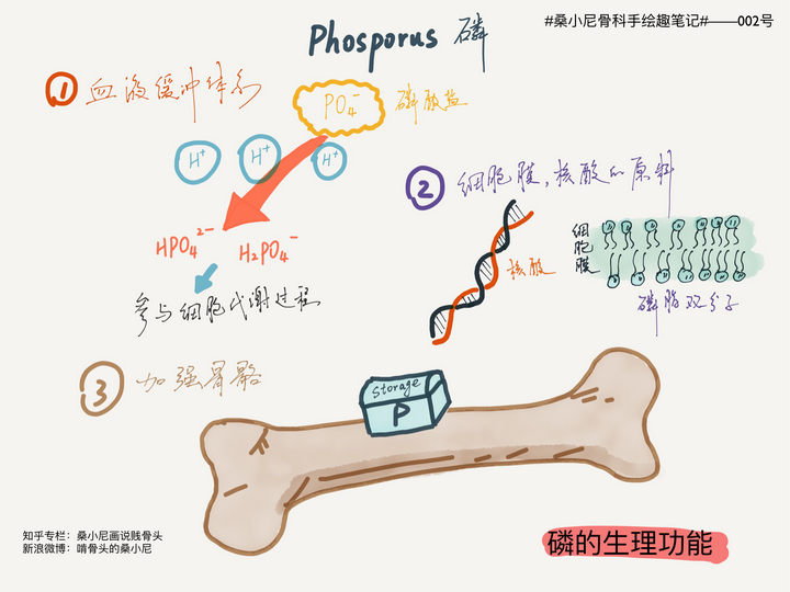 吃啥补钙效果最好