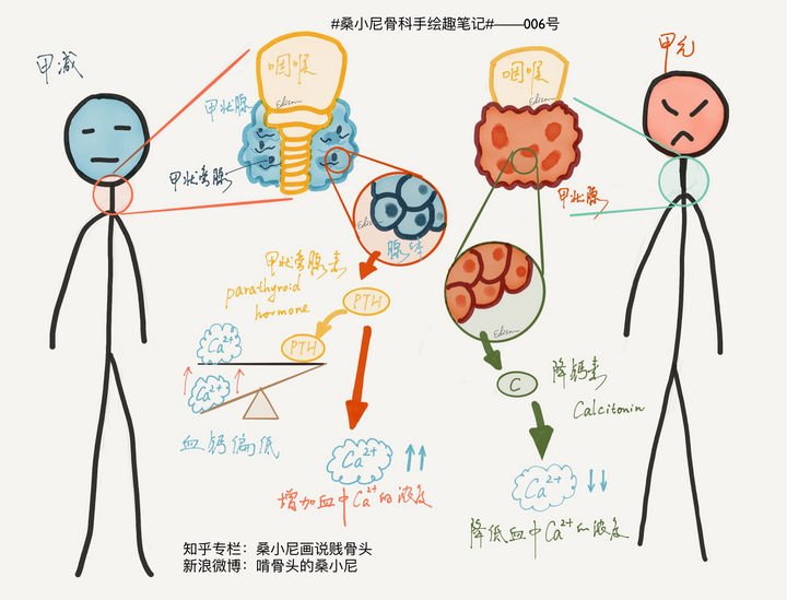 吃啥补钙效果最好