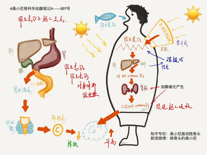 吃啥补钙效果最好