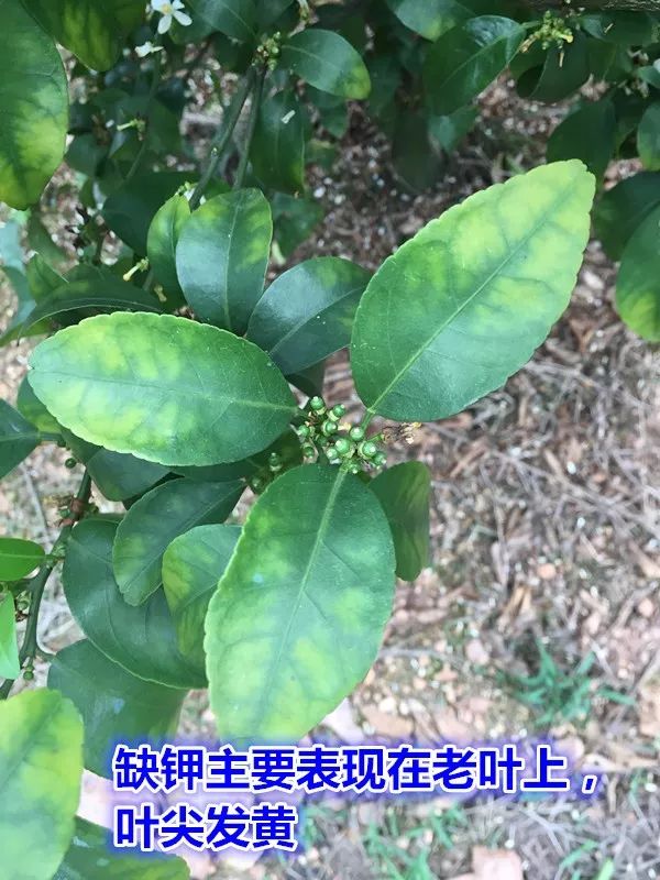 钙镁硒可以一起补吗