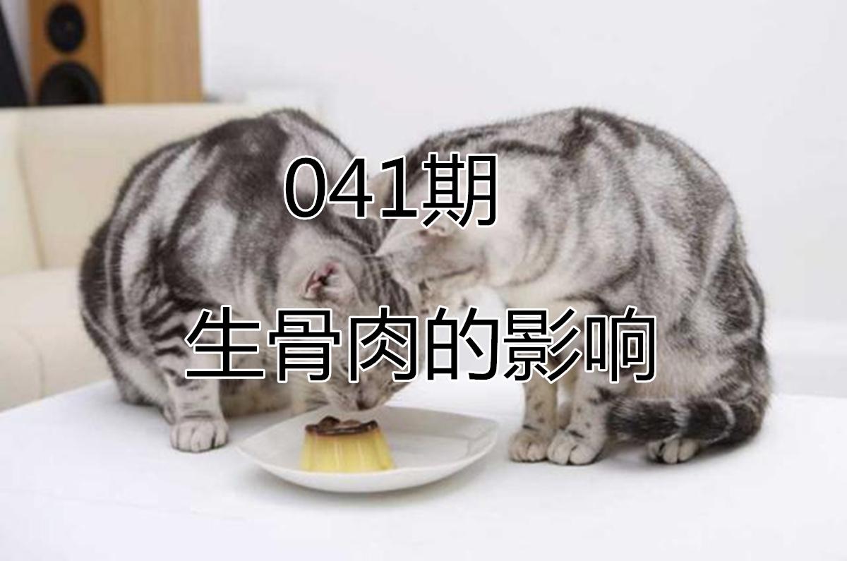 猫咪怎么补钙