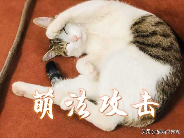 猫咪怎么补钙