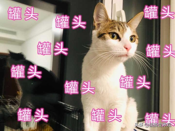 猫咪怎么补钙