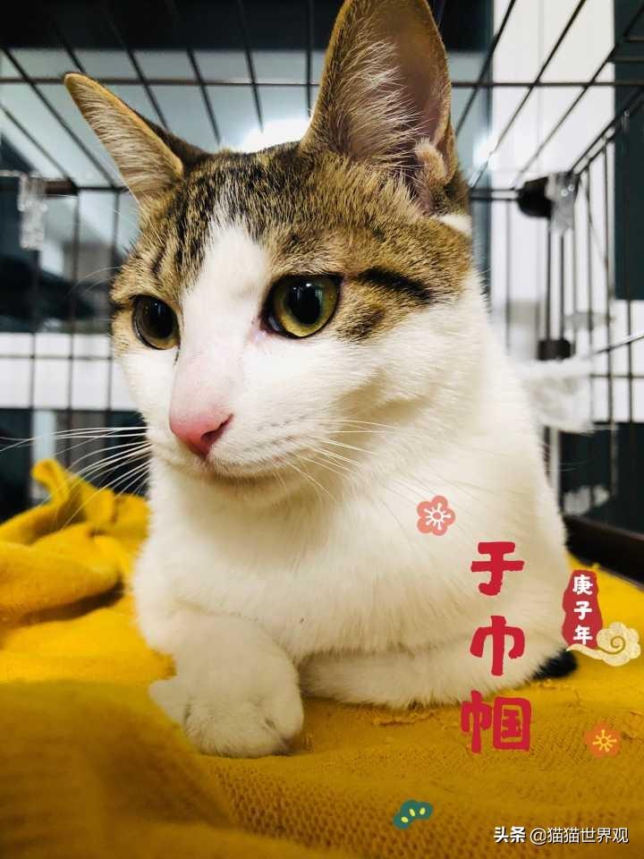 猫咪怎么补钙