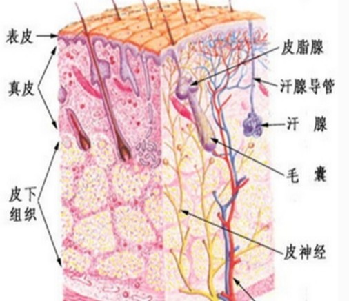 “血压高的原因”补钙胶囊，最佳服用时间揭密