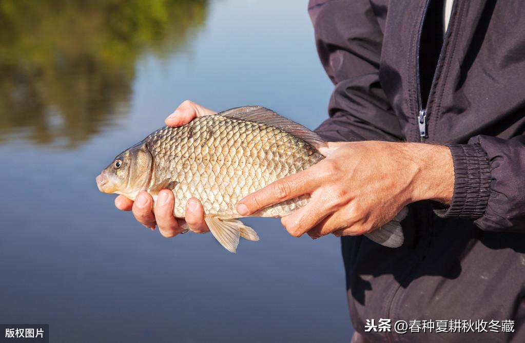 鲫鱼补钙吗