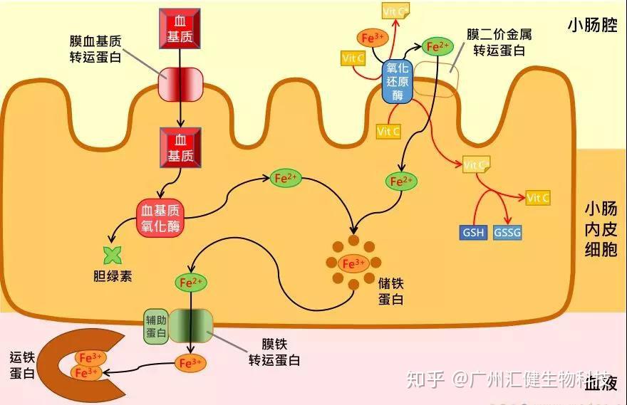 备孕需要补铁吗