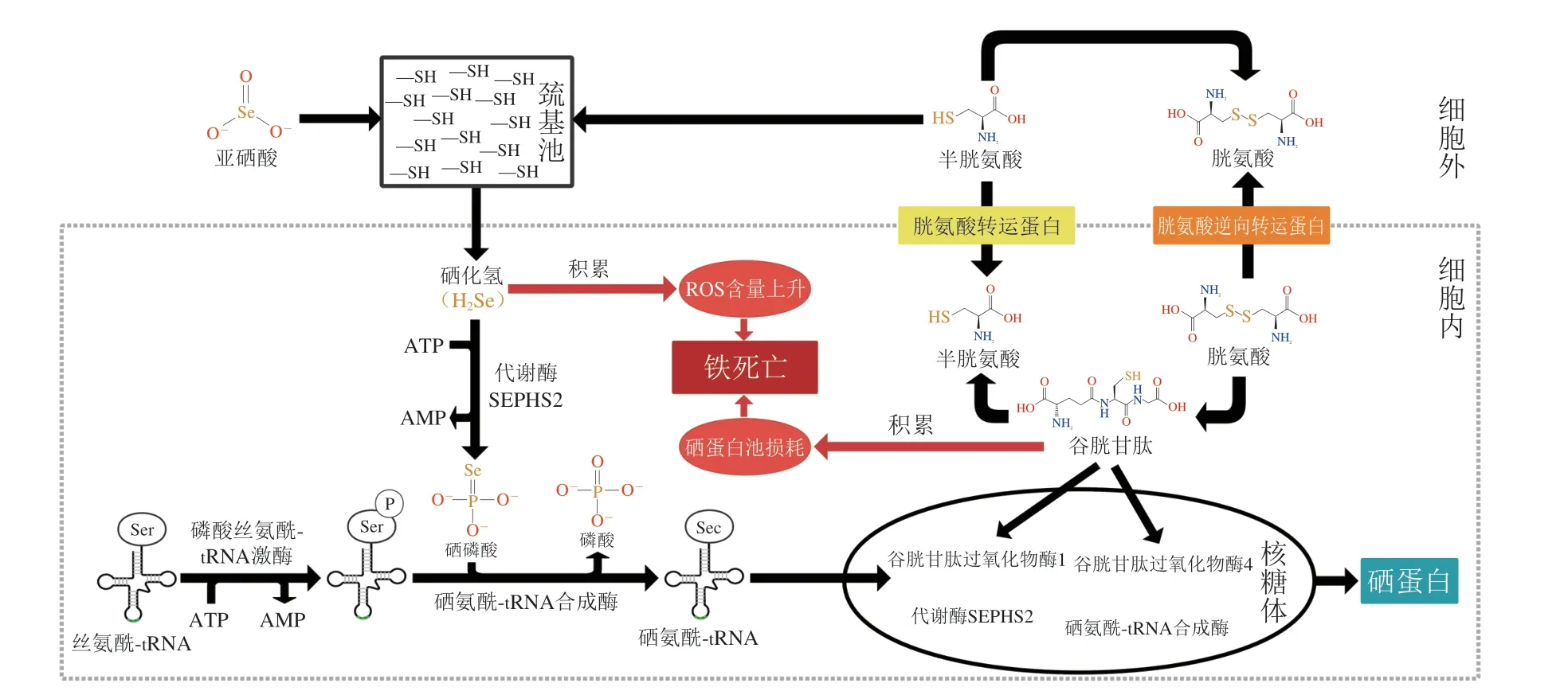 富硒产品治疗甲状腺