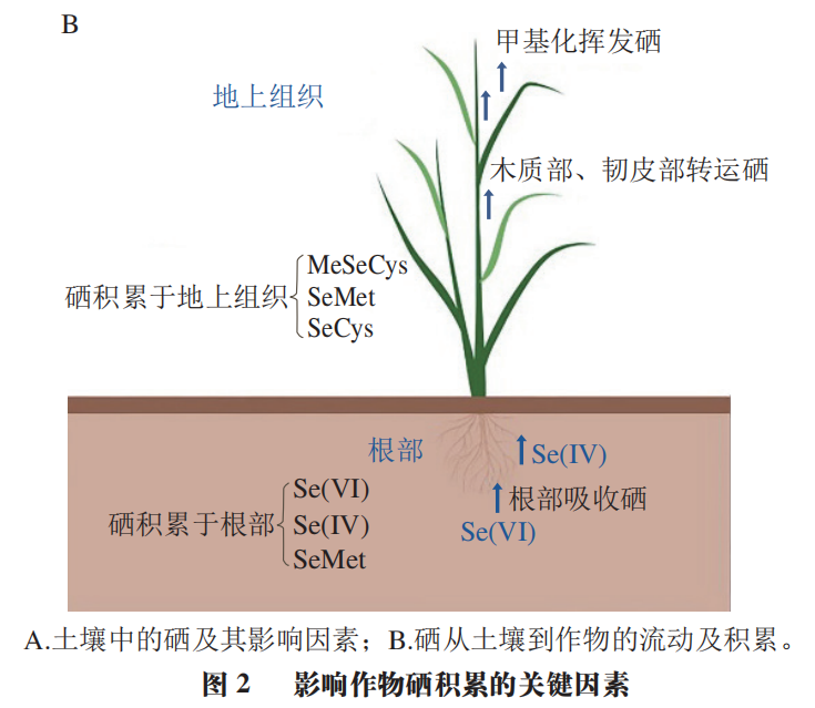 富硒产品的发展趋势