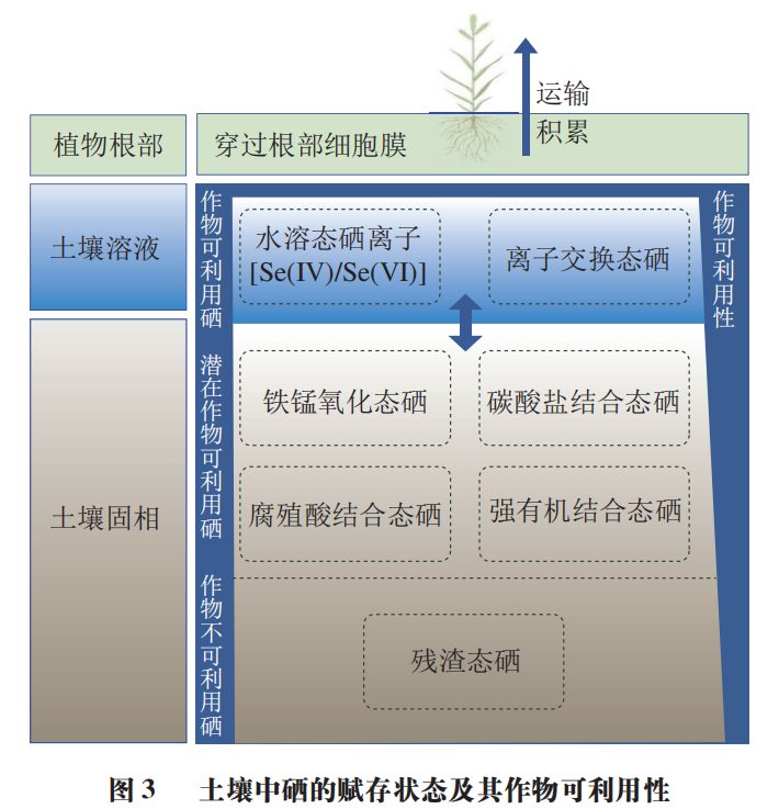 富硒产品的发展趋势