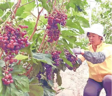 富硒粮食农产品优势