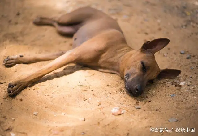 怎么给狗狗补钙