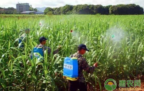 当地甘蔗种植户采用康熙宝有机水溶肥喷施等作物现场