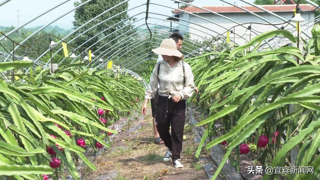 宜宾屏山富硒农产品