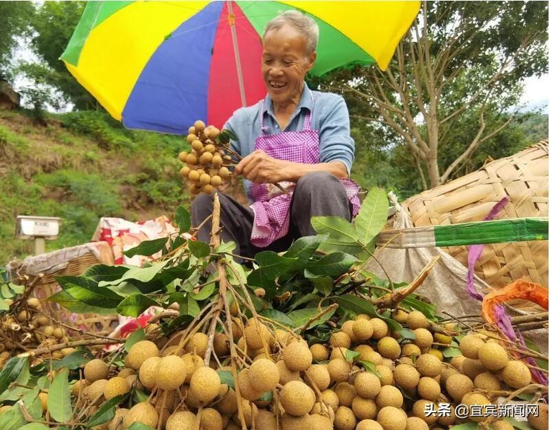 宜宾屏山富硒农产品