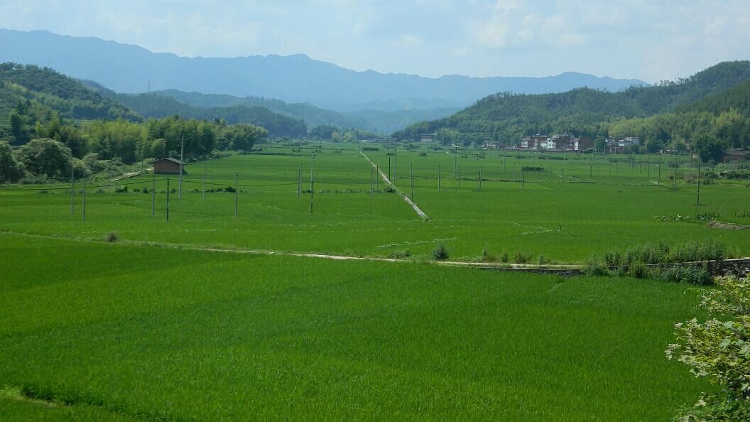 把张谷英毗邻山区建成天下第一富硒香稻基地(图2)