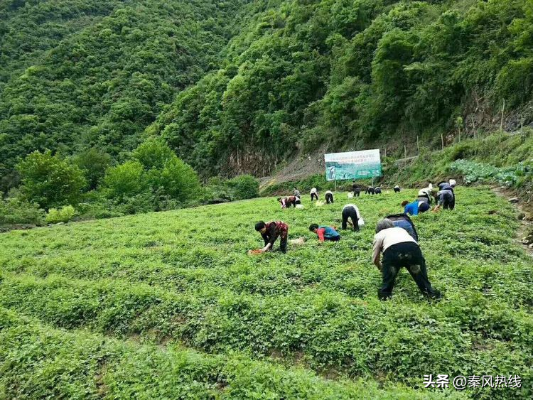 平利乡源富硒农产品