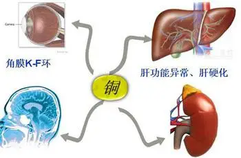 微量元素  铜