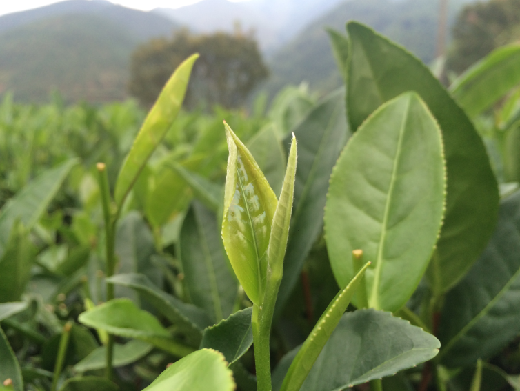 产品名称高山富硒茶