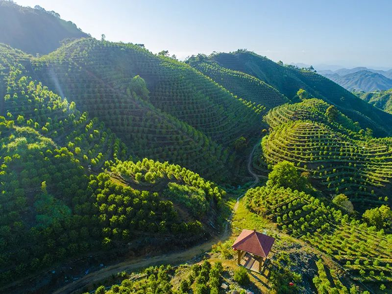 产品名称高山富硒茶