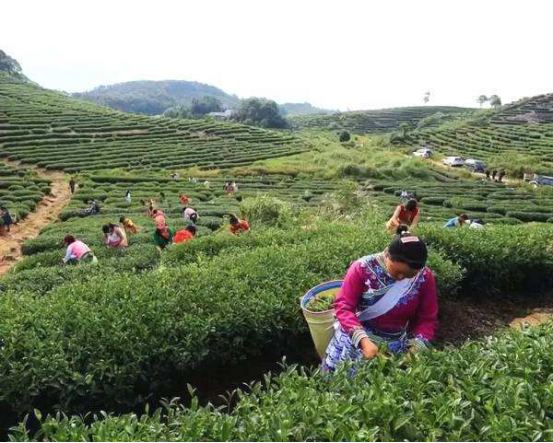 产品名称高山富硒茶