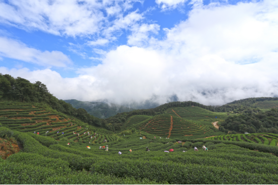 产品名称高山富硒茶