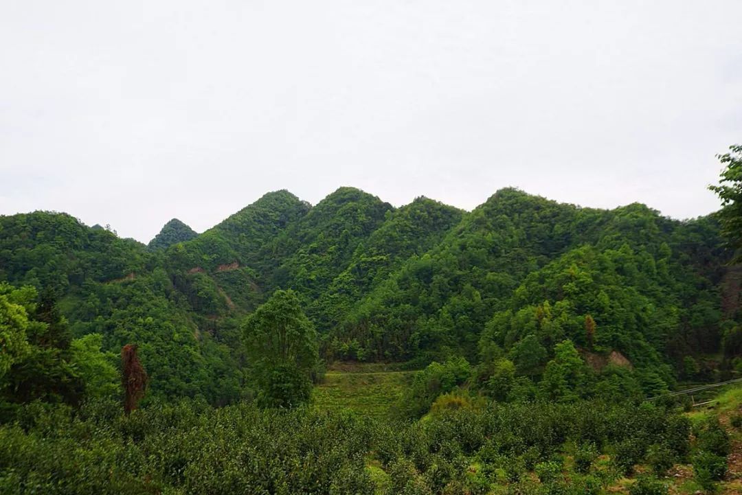 紫阳富硒茶政治环境