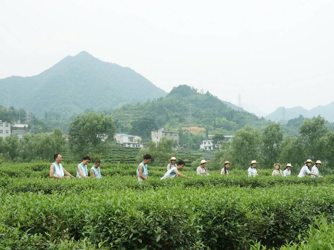 安康紫阳富硒茶诗句