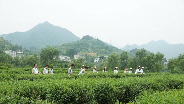 安康紫阳富硒茶诗句