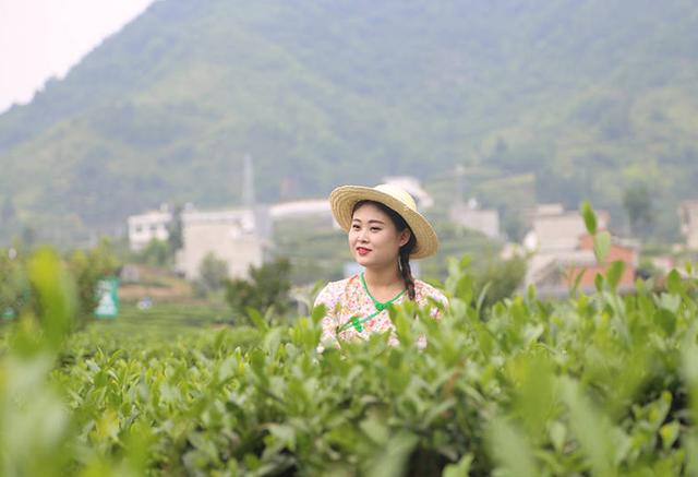 安康紫阳富硒茶诗句