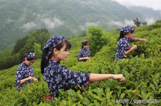 安康紫阳富硒茶诗句