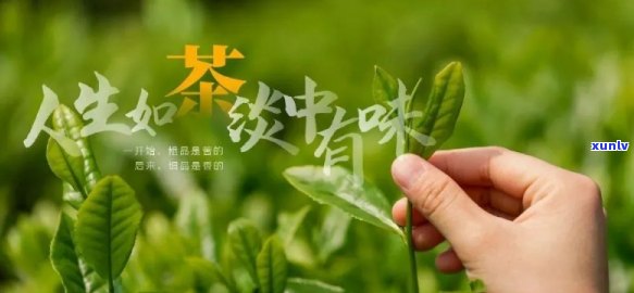 富硒茶属于什么茶种呢，揭秘富硒茶的茶种归属，你了解吗？