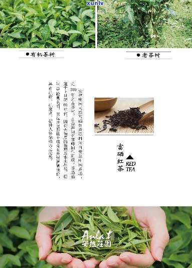 富硒茶属于什么茶种呢，揭秘富硒茶的茶种归属，你了解吗？