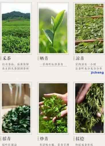 硒茶属于什么茶种？详解石台硒茶与其它茶种类别