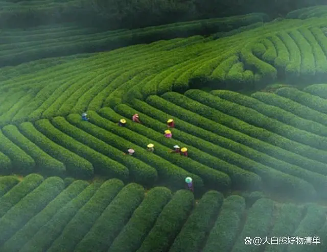 恩施富硒藤茶 陈茶