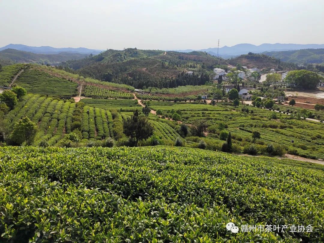 于都富硒盘古茶介绍