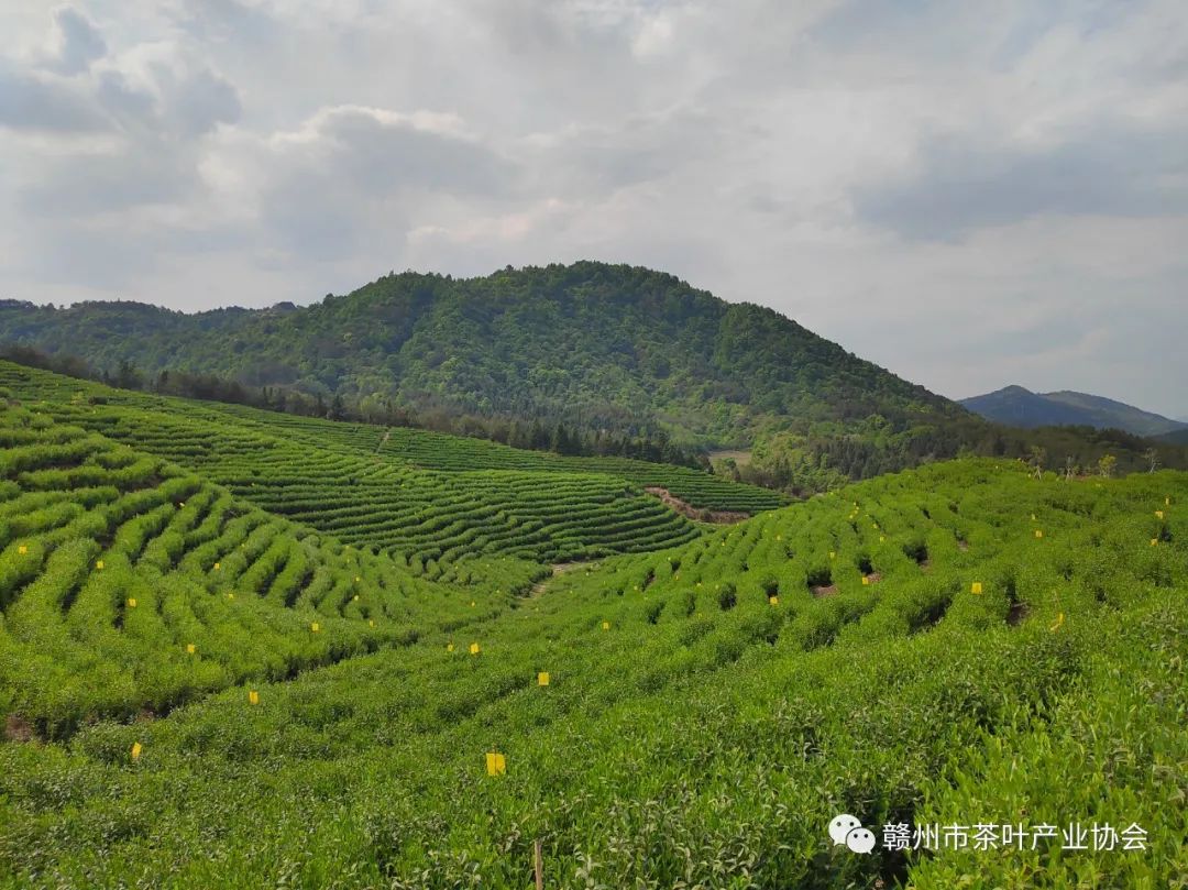 于都富硒盘古茶介绍