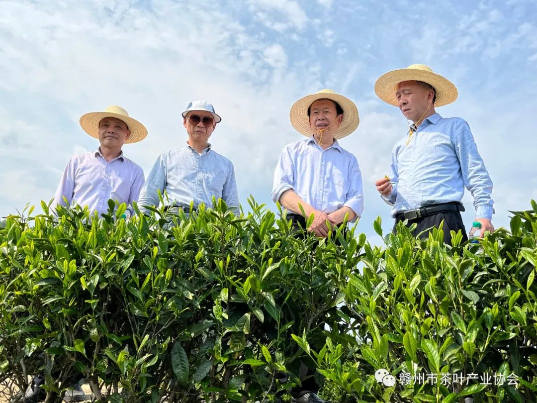 于都富硒盘古茶介绍