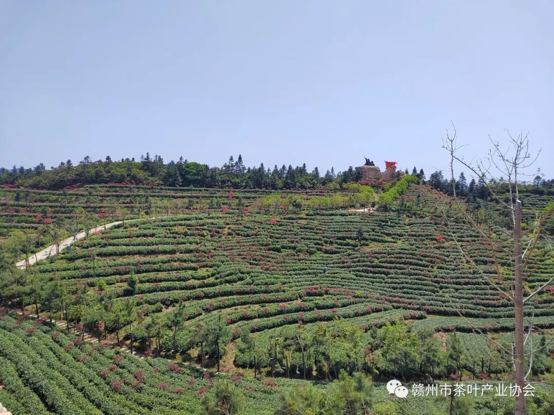 于都富硒盘古茶介绍