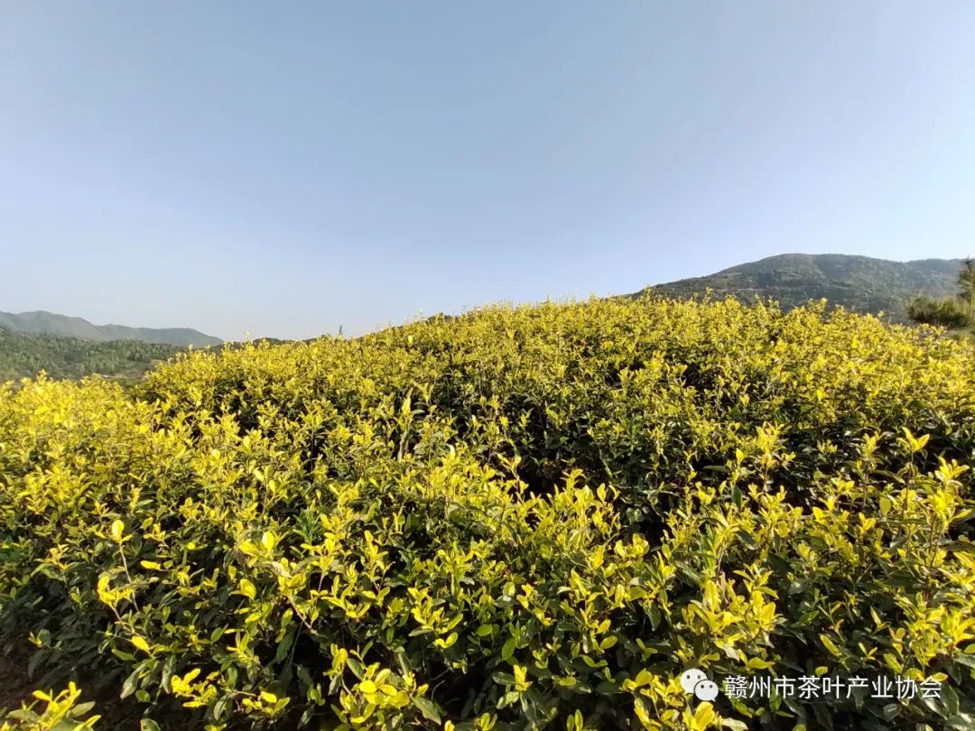 于都富硒盘古茶介绍