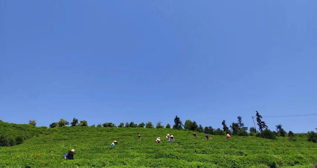 于都富硒盘古茶介绍