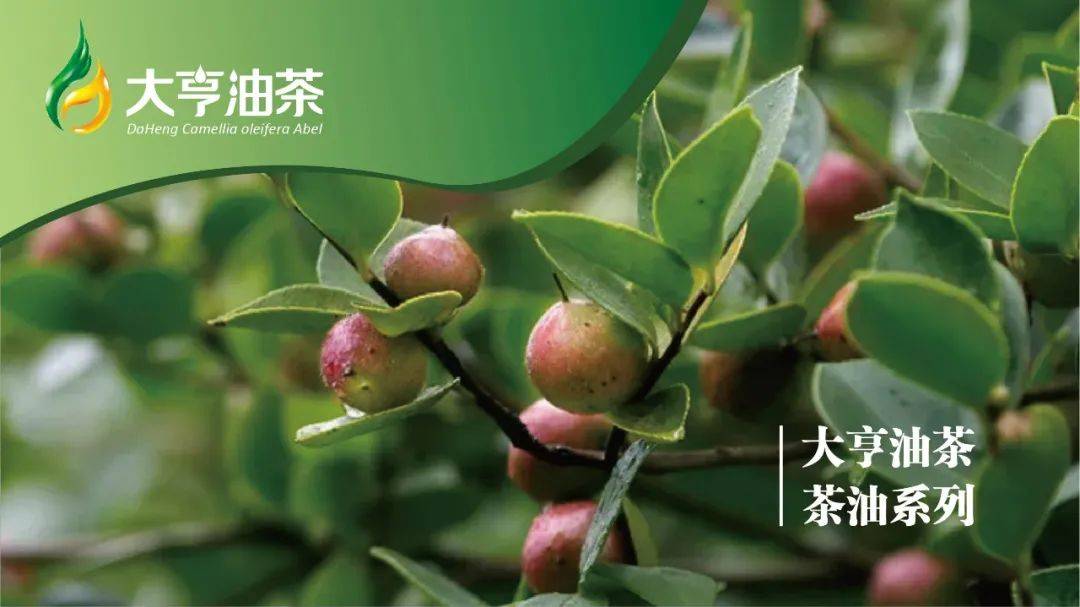 开阳富硒茶打农药吗