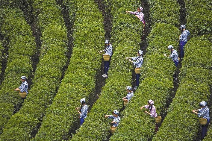 白茶与富硒茶哪个好