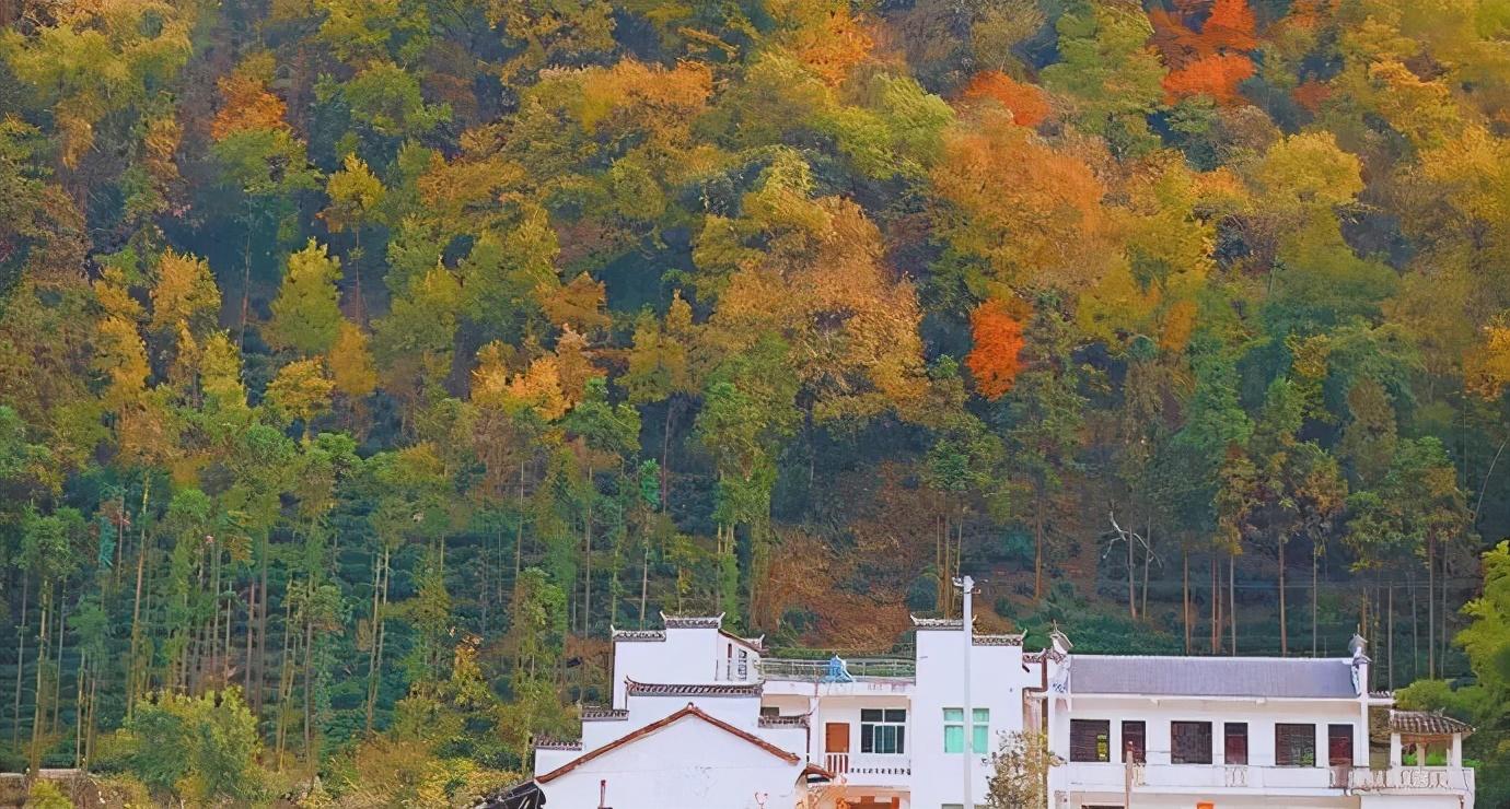 南宫山富硒茶介绍语