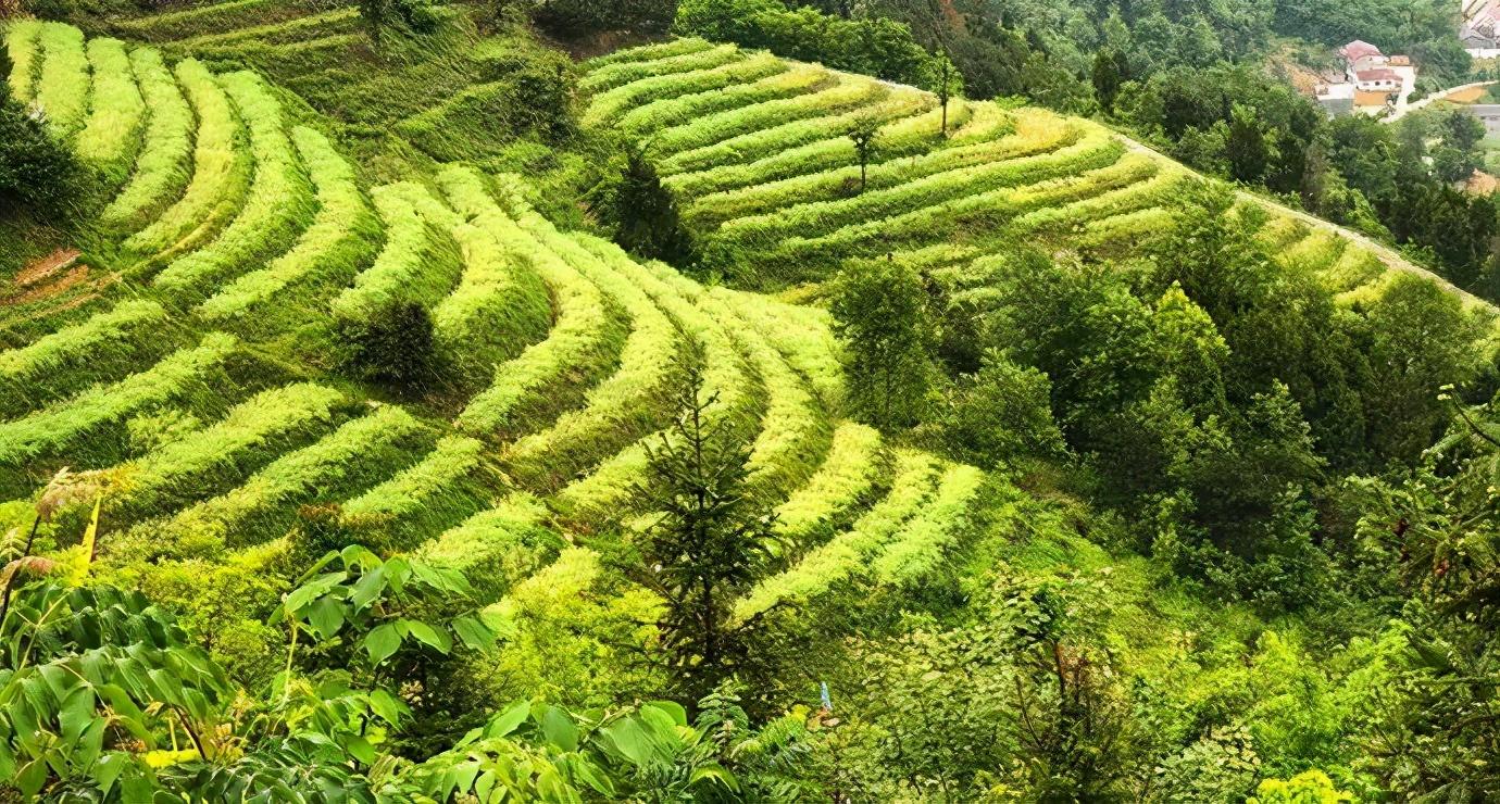 南宫山富硒茶介绍语