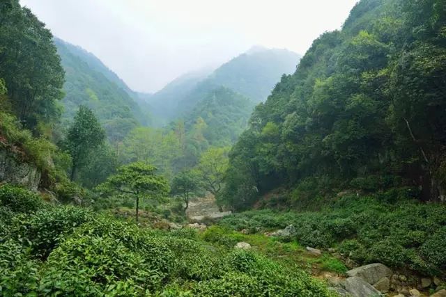 富硒茶的上市季节是