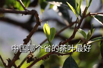 中国哪个省的茶叶最好