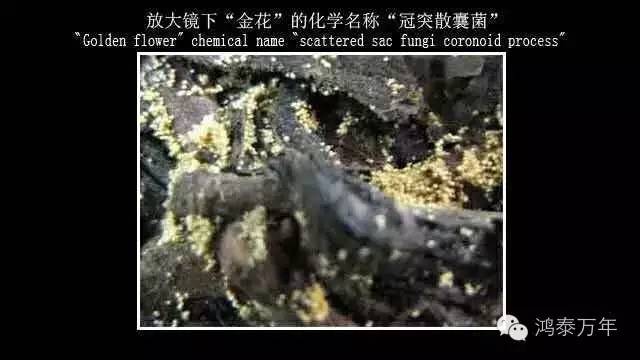 富硒黑茶什么时候喝