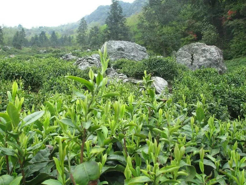 牯牛降富硒野茶耐泡